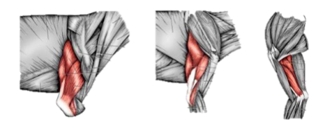 <p>triceps brachii (4 heads in dogs)</p>