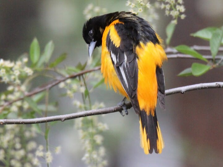 <p>baltimore oriole</p><p>black above <br>bright orange below</p>
