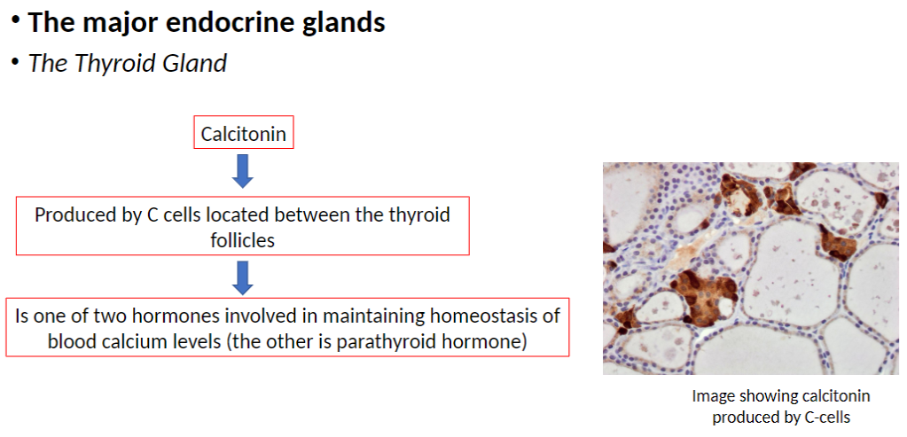 <p><strong>Production</strong><br> Produced by <strong>C cells</strong> located <strong>between thyroid follicles</strong></p><p><strong>Function</strong><br> Helps maintain <strong>blood calcium homeostasis</strong><br> One of two key hormones for calcium balance (<strong>other</strong>: parathyroid hormone)</p>