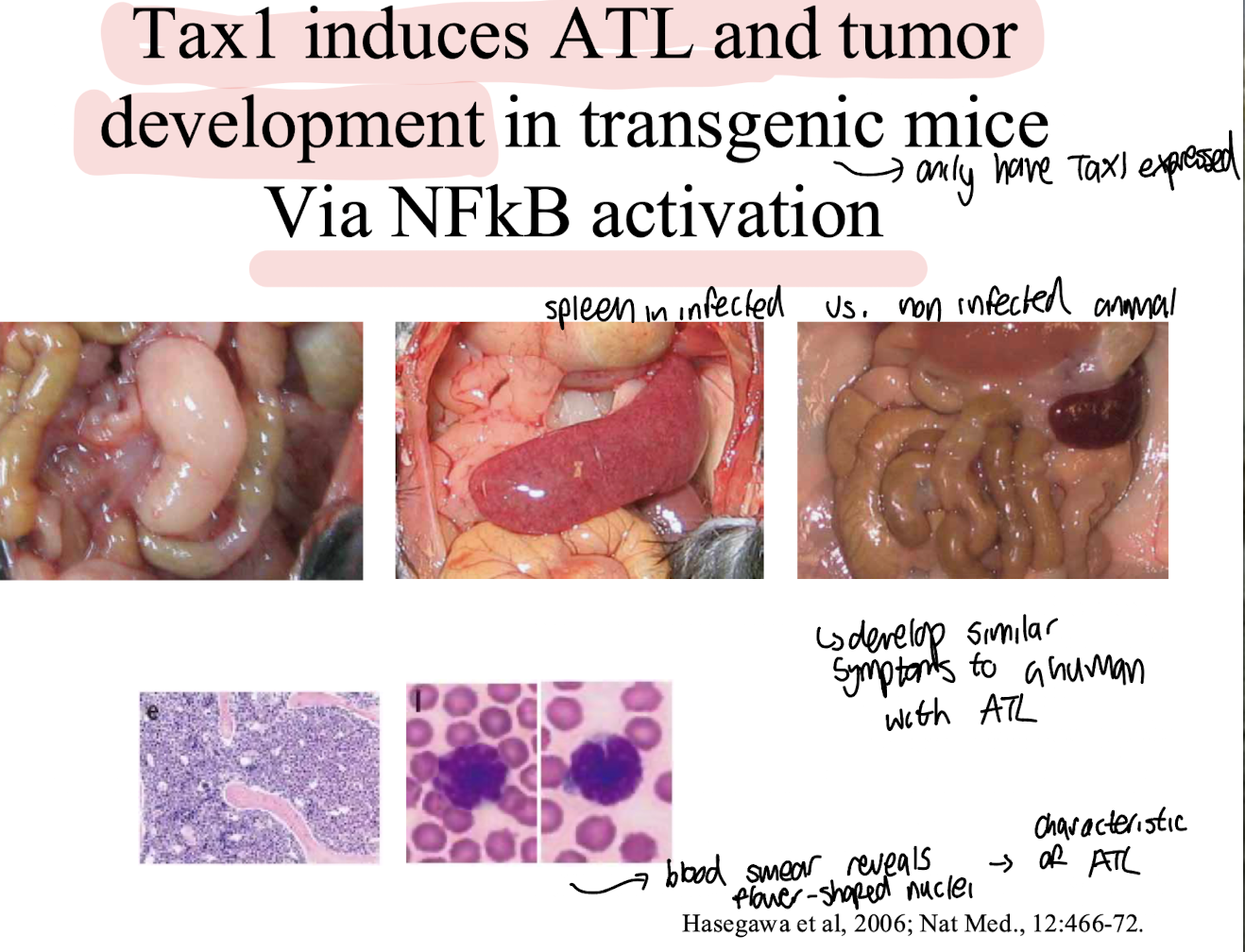<ul><li><p><strong>Via NFkB activation leading the similar symptoms to those observed in human ATL cases, including increased cell proliferation and survival.</strong></p></li></ul><ul><li><p><strong>Spleens often are enlarged with abnormal cells i.e. flower-like resembling those of ATL due to effects of Tax1. </strong></p></li></ul><p></p>