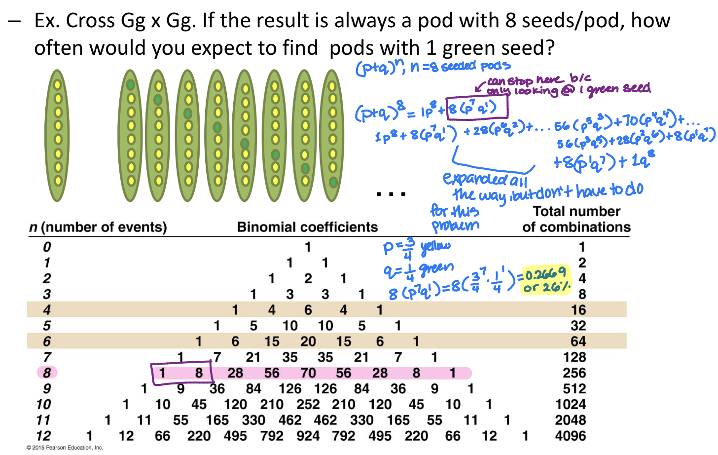 <ul><li><p>Binomial coefficient</p><ul><li><p>(p+q)<sup>n</sup> where …</p><ul><li><p>n = # of events</p></li></ul></li></ul></li><li><p>Each line is total # of outcomes</p><ul><li><p>i.e. (p+q)<sup>2</sup> , n=2, so can expand to: 1p<sup>2</sup> + 2 (p<sup>1</sup>q<sup>1</sup>) + 1q<sup>2</sup> = 1</p></li></ul></li></ul><p></p>