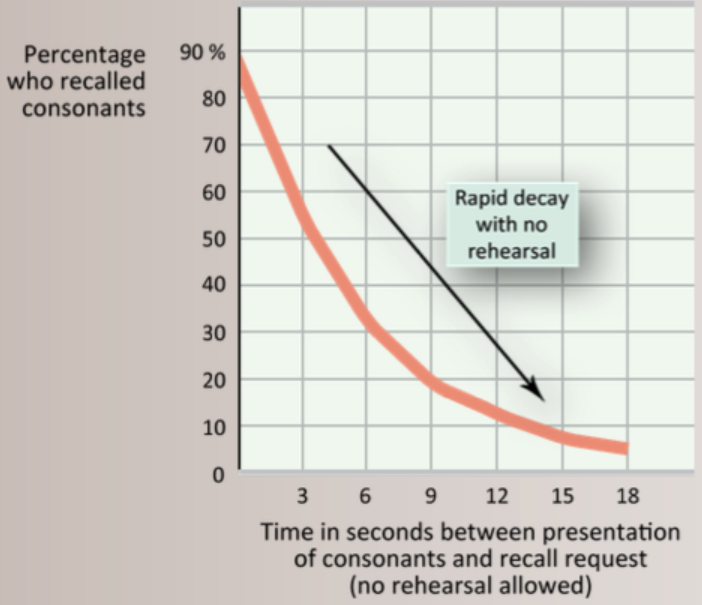 <p>Duration (short-term memory)</p>