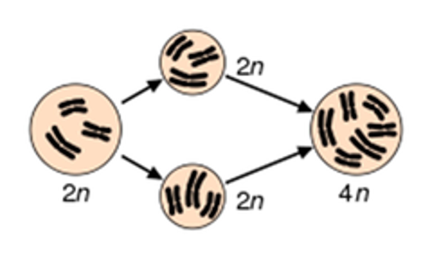 <p>More than two chromosome sets</p>