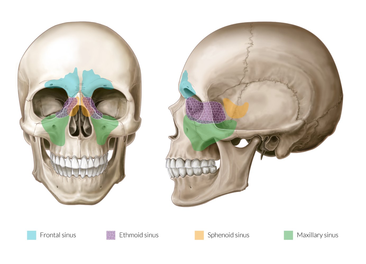 <p>Frontal sinus</p>