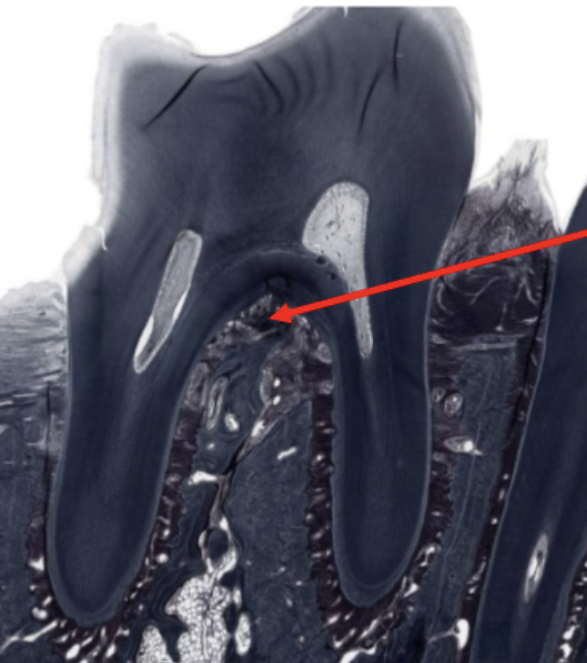 <p>ID the fibers</p>