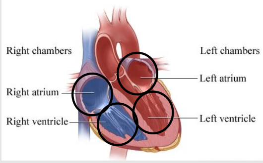 <p>Two upper chambers – the atria</p><p>Two lower chambers – the ventricles</p>