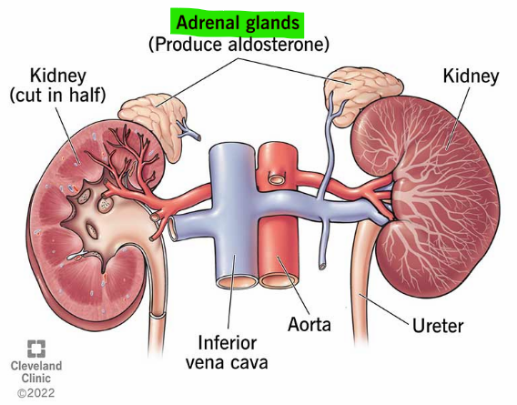 <p>A <span>steroid mineralocorticoid </span>hormone produced by the adrenal cortex that regulates blood pressure, electrolyte balance, and fluid volume </p>