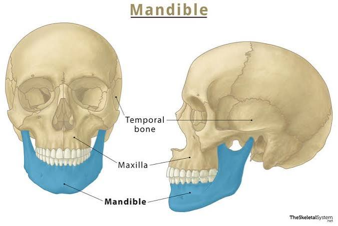 <p>Lower jaw; only movable skull bone.</p>
