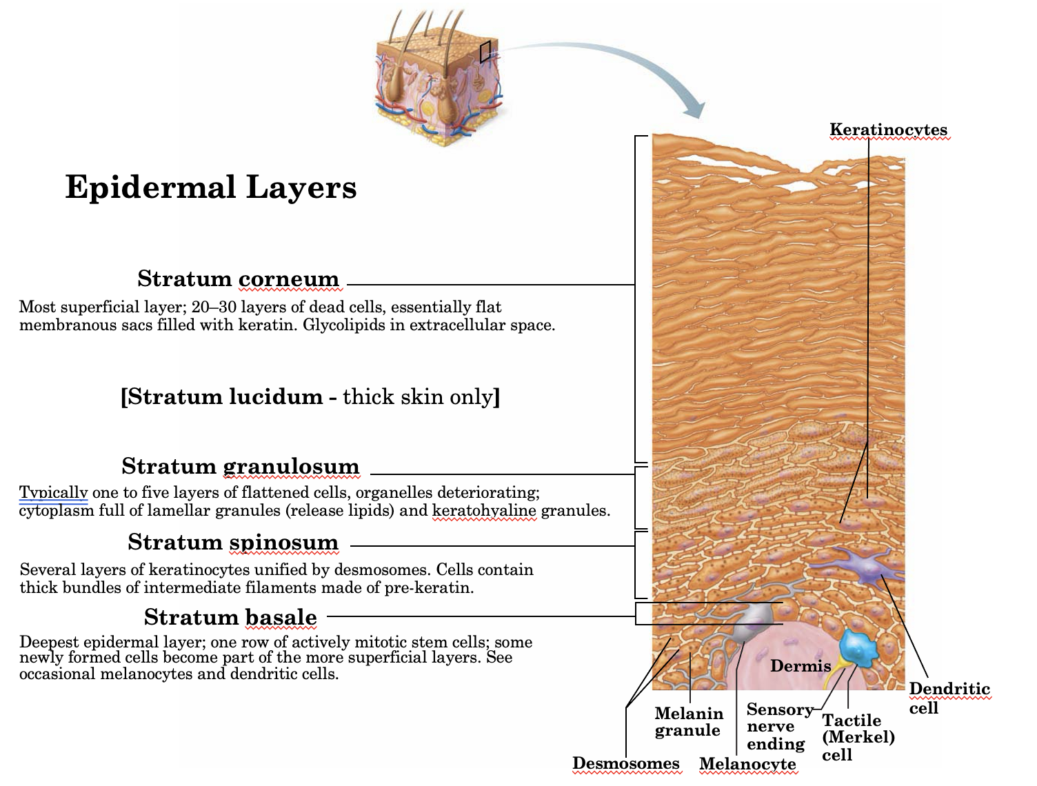 <p>Stratum Corneum</p>