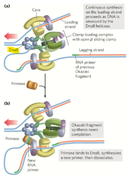 <p>What travels along the lagging template strand in the 5’→3’ diorection and unwinds the DNA </p>