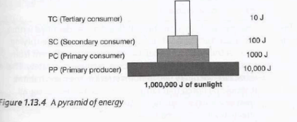 Shows energy available at each trophic level per unit time