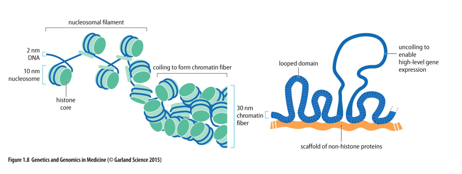 <p>If the DNA in a cell were stretched out, it would be about 2 meters long. To package all of this DNA into a tiny cell nucleus, it is coiled at several levels.</p><p></p><ol><li><p>the DNA is wound around a <strong><mark data-color="purple" style="background-color: purple; color: inherit;">histone</mark></strong><mark data-color="purple" style="background-color: purple; color: inherit;"> </mark>protein core to form a <strong><mark data-color="purple" style="background-color: purple; color: inherit;">nucleosome</mark></strong>. About 140 to 150 DNA bases are wound around each histone core, and then 20 to 60 bases form a spacer element before the next nucleosome complex. </p></li><li><p>The nucleosomes in turn coil form a chromatin fibers. The chromatin fibers themselves are organized into <strong><mark data-color="purple" style="background-color: purple; color: inherit;">chromatin loops</mark></strong><mark data-color="purple" style="background-color: purple; color: inherit;">,</mark> which are attached to a protein scaffold of non-histone proteins. Each of these loops contains approximately <mark data-color="purple" style="background-color: purple; color: inherit;">100,000 base pairs (bp), or 100 </mark><strong><mark data-color="purple" style="background-color: purple; color: inherit;">kilobases (kb)</mark></strong><mark data-color="purple" style="background-color: purple; color: inherit;">, of DNA. </mark></p></li><li><p>The end result of this coiling and looping is that the DNA, at its maximum stage of condensation, is only about<mark data-color="purple" style="background-color: purple; color: inherit;"> 1/10,000 as long as</mark> it would be f it were fully stretched out.</p></li></ol><p></p>