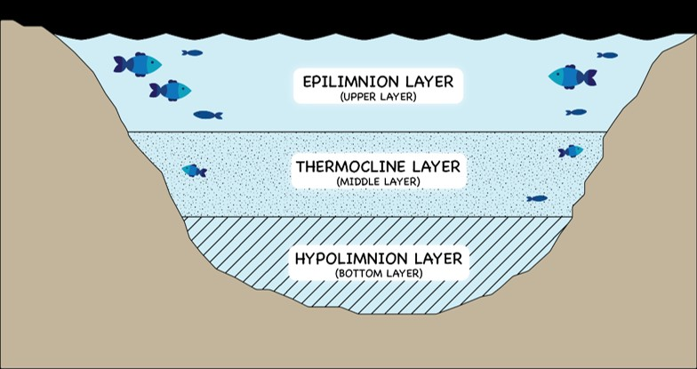<p>When stratified, <strong>anoxic</strong> bottom waters produce methane</p><p>when the lake mixes during spring and autumn turnover, accumulated methane is released into the atmosphere</p><p></p>