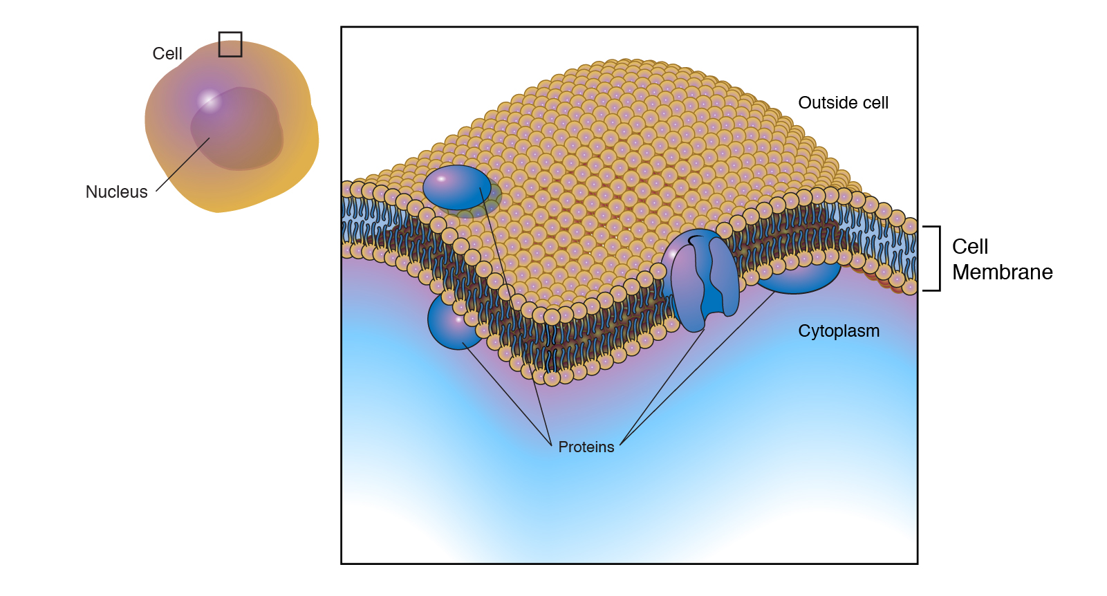 <ul><li><p><strong>fluid</strong> = phospholipids + some proteins move laterally </p></li><li><p><strong>mosaic</strong> = diverse </p></li></ul><p></p>