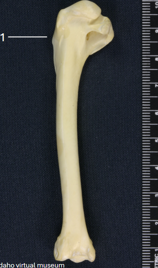 <p>Type of bone and specific bird type</p>
