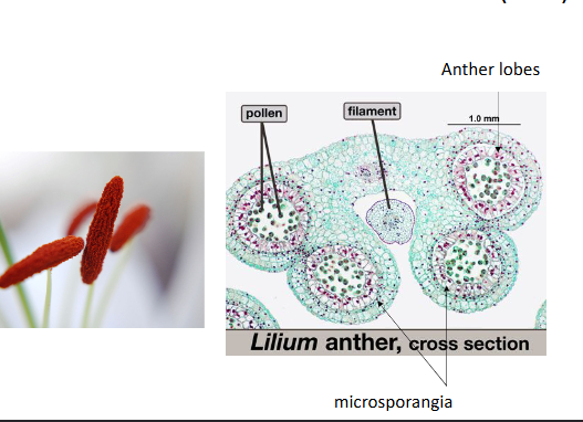 <ul><li><p>As anther dries down, apoptosis is present in the anther, and the pollen is released.</p></li></ul><p></p>