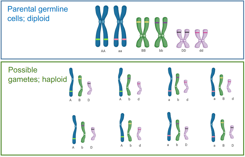 <p>How is the number of possible chromosome combinations in gametes calculated?</p>