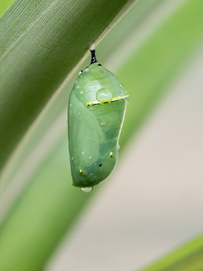 <p class="eb-content-block medium ng-star-inserted" style="text-align: center;"><span style="line-height: inherit;">cocon waarin de rups verandert in een vlinder</span></p>