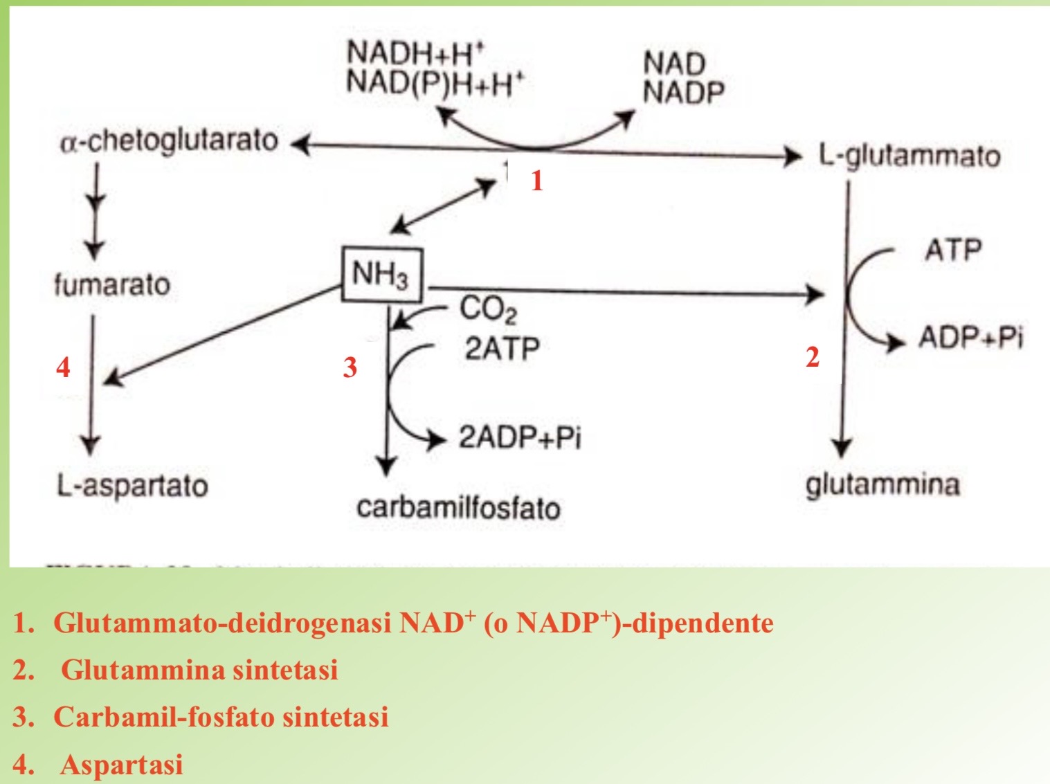 <p><strong><span>Vie di assimilazione e fissazione biologica dell'ammoniaca.</span></strong></p><p><strong><span> </span></strong></p>