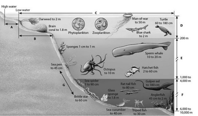 <p>(34.6) In which of the zones shown in this depiction of an aquatic biome does photosynthesis occur?</p>