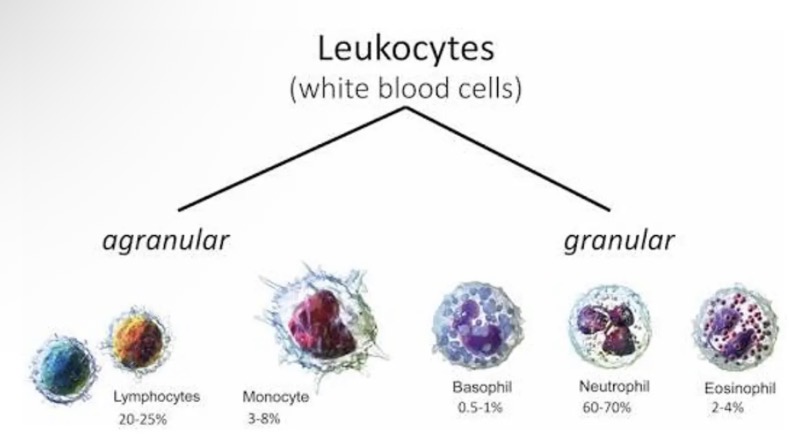 <ul><li><p>Several different types</p></li><li><p>Leave the blood capillaries and migrate to site of infection/injury.</p></li><li><p>Will either engulf and digest bacteria or secrete substances that destroy bacteria.</p></li></ul><p></p>