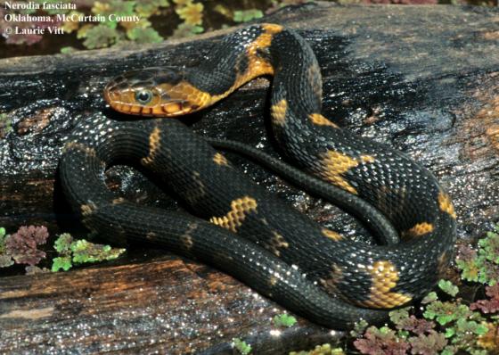 <p>Colubridae. Found in the bootheel region. Aquatic</p>