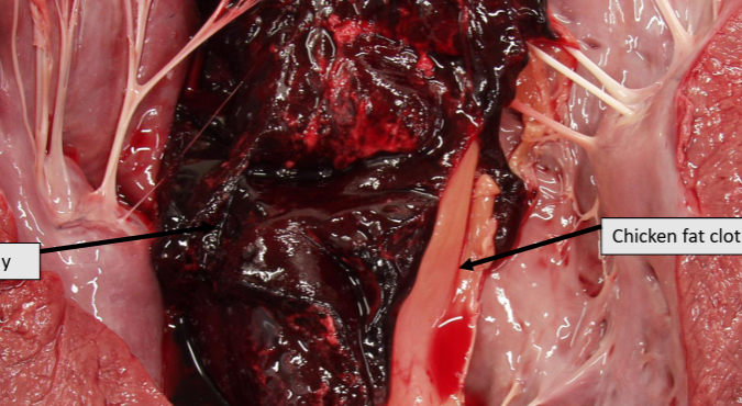 <p>-separates into an <strong>upper plasma layer </strong>and a<strong> lower red blood layer</strong></p><p>upper is translucent and lower is intense red</p><p>no damage to the inner surface of the vessel and the clot can be easily removed</p><p><strong>thrombus is firmly attached</strong> to the <strong>underlying vascular endothelium</strong>, has a white interior and is layered.</p>