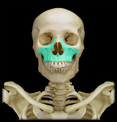 <p>Name this bone.</p>