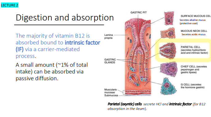 <p>intrinsic factor (IF)</p><p> carrier-mediated process.</p><ul><li><p>A small amount (~1% of total intake) can be absorbed via passive diffusion.</p></li></ul><p></p>