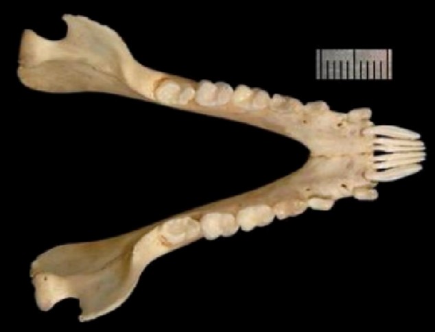 <p>Found in suborder Strepsirhini.</p>