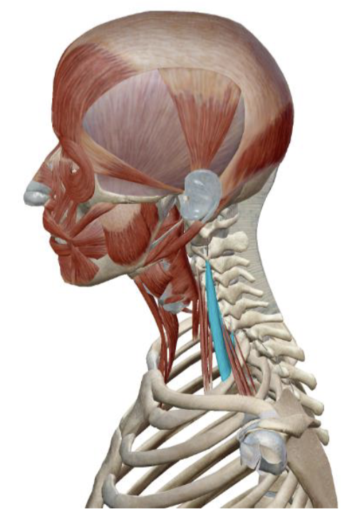 <p>Scalenes Middle Action </p>
