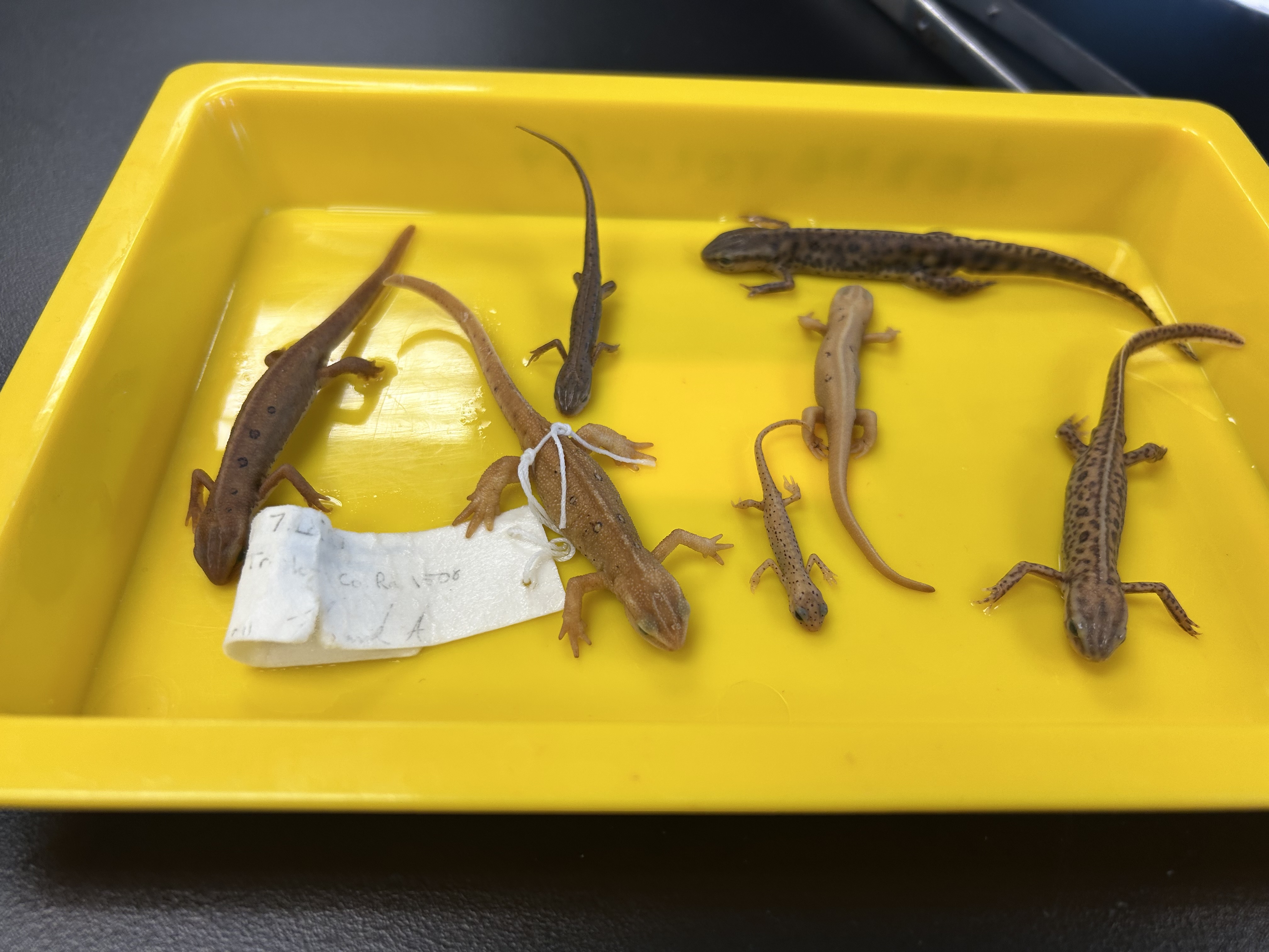 <p>-spotting variations</p><p>-textured skin</p><p>-newt</p><p>-salamandridae</p>