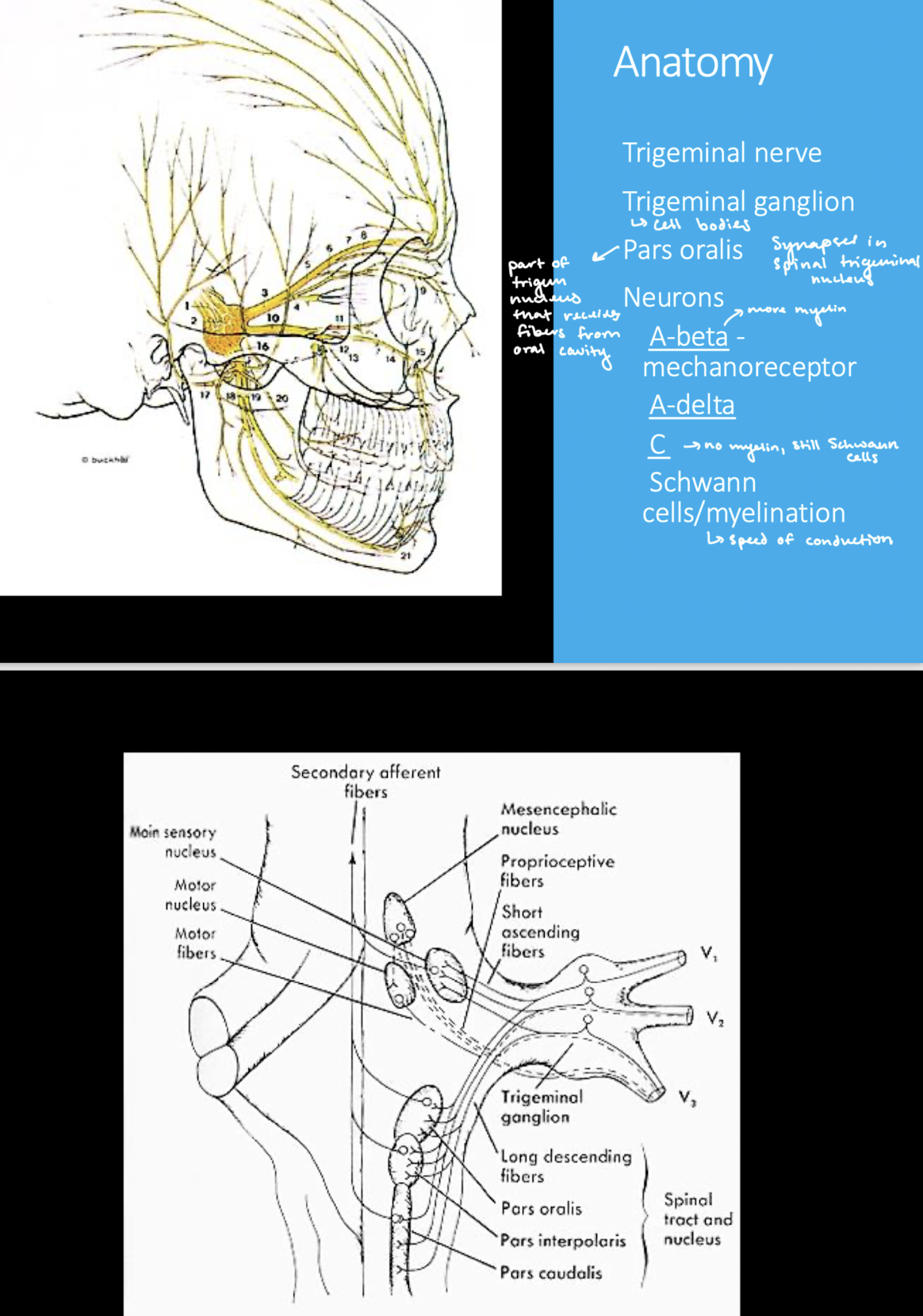 <p>Pars oralis spinal trigeminal nucleus</p>