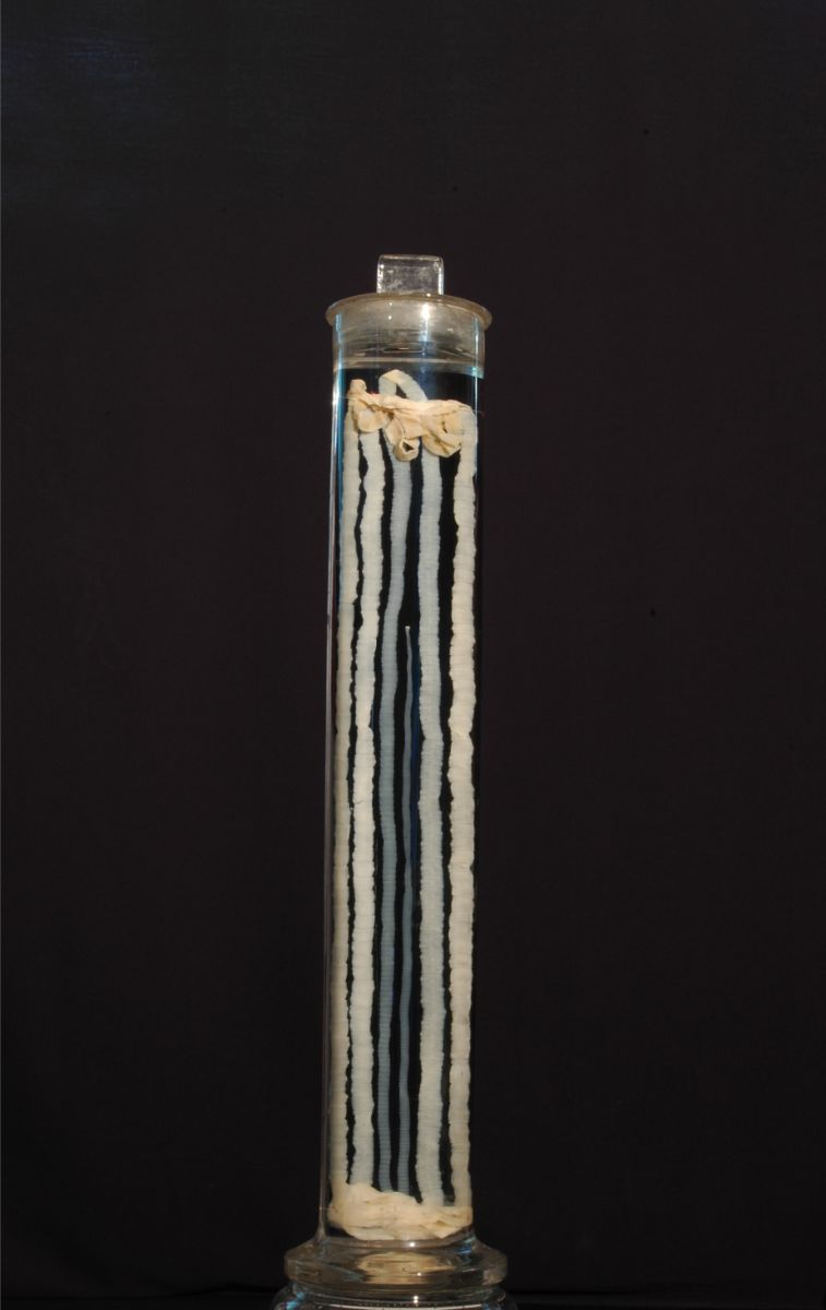 <p>Endoparásito (adultos en intestino de vertebrados; formas larvarias en tejidos de hospedadores intermediarios artrópodos o vertebrados).</p><p>Fluidófago.</p>