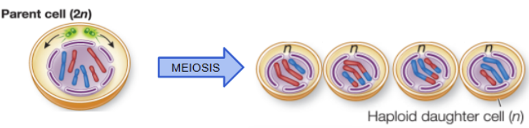 <p>four genetically distinct haploid (n) <strong><u>gametes</u></strong></p><ul><li><p>number cells increases from 1 to 4</p></li><li><p>number of chromosomes per cell decreases 6 to 3 (for example)</p></li><li><p><mark data-color="yellow" style="background-color: yellow; color: inherit;">every cell has a unique combination of genetic material</mark></p></li></ul><p></p>