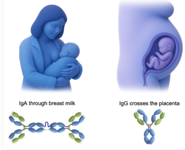 <p>The immunity one organism gains from receiving <strong>antibodies </strong>from another <strong>organism </strong>that already has <strong>immunity</strong></p><ul><li><p>Ex: A fetus gain immunity via <strong>IgG </strong>crossing the <strong>placenta</strong></p></li><li><p>Ex: Newborns gain immunity via <strong>IgA </strong>in <strong>breast milk</strong></p></li><li><p>The fetus and newborn in these examples are referred to as <strong>immuno-naive</strong>, as they do not yet have their own active immunity</p></li></ul><p></p>