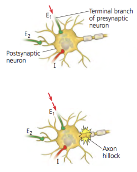 <ul><li><p>EPSPs and IPSPs are integrated/totaled in the receiving cell</p></li><li><p>if these reach threshold (if there’s enough net (+) being inputted), an AP will fire</p></li><li><p>types:</p><ul><li><p>temporal</p></li><li><p>spatial</p></li></ul></li></ul><p></p>