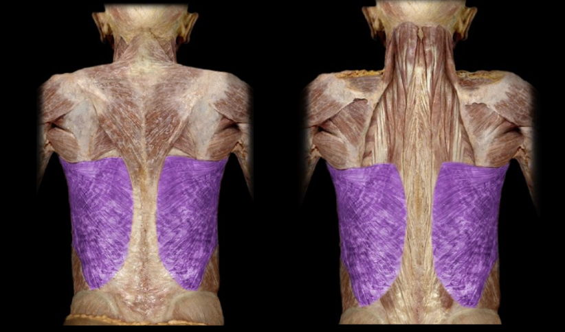 <p><br>What the highlighted structure is acting on the<strong> <mark data-color="#f7d3d3" style="background-color: rgb(247, 211, 211); color: inherit;">humerus</mark></strong>. What muscle is this called?</p>