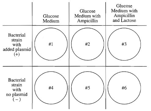 <p>A scientist is using an ampicillin-sensitive strain of bacteria that cannot use lactose because it has a nonfunctional gene in the lac operon. She has two plasmids. One contains a functional copy of the affected gene of the lac operon, and the other contains the gene for ampicillin resistance. Using restrictions enzymes and DNA ligase, she forms a recombinant plasmid containing both genes. She then adds a high concentration of the plasmid to a tube of the bacteria in a medium for bacterial growth that contains glucose as the only energy source. This tube (+) and a control tube (-) with similar bacteria but no plasmid are both incubated under the appropriate conditions for growth and plasmid uptake. The scientist then spreads a sample of each bacterial culture (+ and -) on each of the three types of plates indicated below.<br><br>If the scientist used the cultures to perform another experiment as shown above, using medium that contained lactose as the only energy source, growth would most likely occur on which of the following plates?</p>