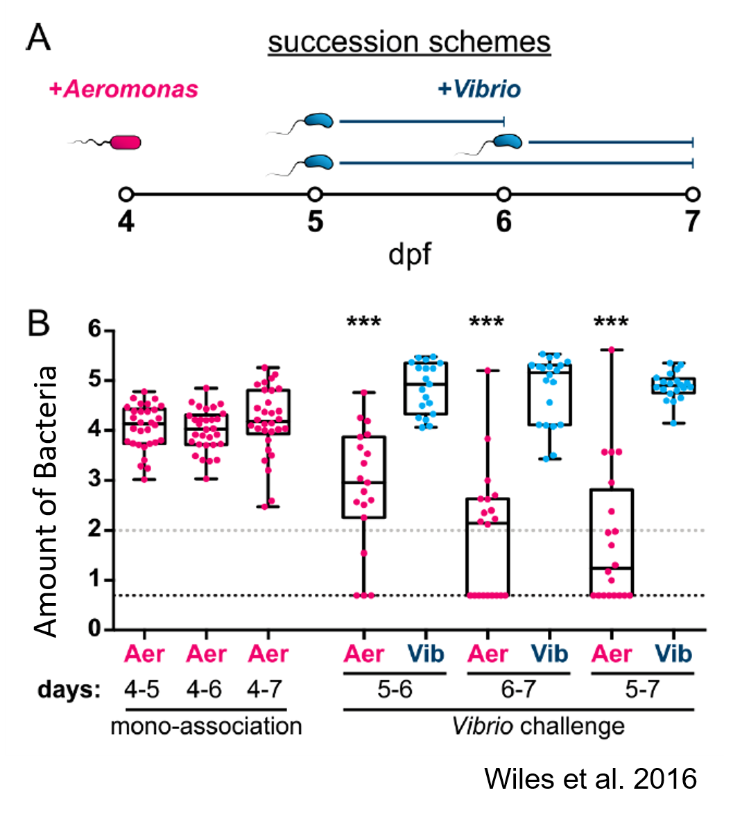 <p>To determine if <em>Aeromonas</em> and <em>Vibrio</em> can co-exist in the Zebrafish gut you colonize germ free zebrafish larva with <em>Aeromonas</em> first and then expose the Zebrafish+<em>Aeromonas</em> to <em>Vibrio</em>. You sample and count the number of bacteria present in the gut at multiple times throughout the experiment. The results from your experiment are shown in log scale below:</p><p>Based on the data, <em>Aeromonas</em> are able to out compete <em>Vibrio</em> because they were the first to colonize the zebrafish gut.</p><p>True/False</p><p>Cannot be determined</p>