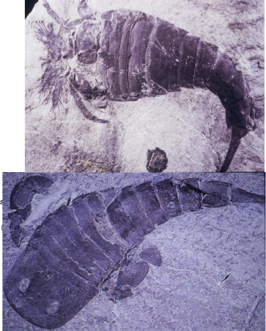 <p>Uniramous appendages</p><p>Cambrian - Recent (541-0 Ma)</p><p>Chelicerae = pinchers</p><p>Prosoma and Opisthosoma = fused head-thorax and abdomen</p><p>Telson = spike-like tail</p>