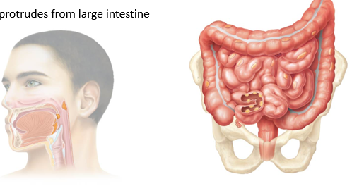<ul><li><p>Tonsils - located around oral and nasal cavities</p></li><li><p>Peyer’s Patches (aggregated lymphoid nodules) - located in the last portion of the small intestine (aka ileum)</p></li><li><p>Appendix - protrudes from large intestines </p></li></ul><p></p>