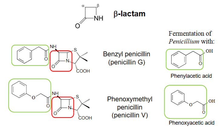 <ul><li><p><span>Its </span>β<span>-lactam ring irreversibly binds to PBPS as it has a similar structure to D-Ala-D-Ala</span></p></li><li><p><span>Inactivates penicillin-binding proteins, specifically DD-transpeptidase</span></p></li><li><p><span>Blocking transpeptidation prevents the cross-linking of peptidoglycan chains. </span></p></li><li><p><span>This weakens and unstabilises the cell wall, → to osmotic lysis and cell death</span></p></li><li><p><span>May also activate bacterial autolysins, enzymes that degrade the cell wall, accelerating breakdown of cell wall, contributing to bactericidal activity</span></p></li></ul><p></p>