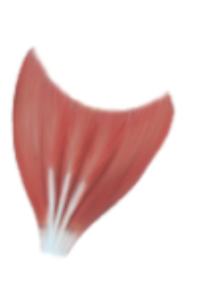 <p>multipennate</p>