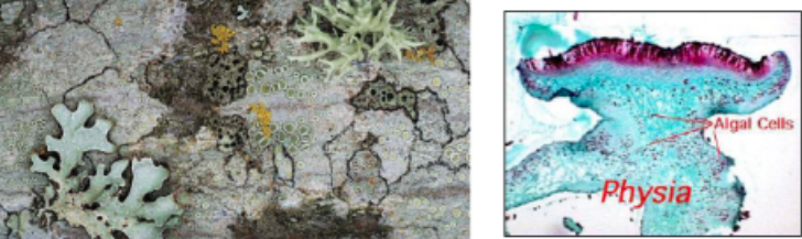 <p><span style="background-color: transparent;">What are these symbiotic associations called?</span></p><p><span style="background-color: transparent;">Why can’t we refer to individual species of lichens?&nbsp;</span></p><p><span style="background-color: transparent;">Why can’t we place Lichens correctly on a cladogram?</span></p>