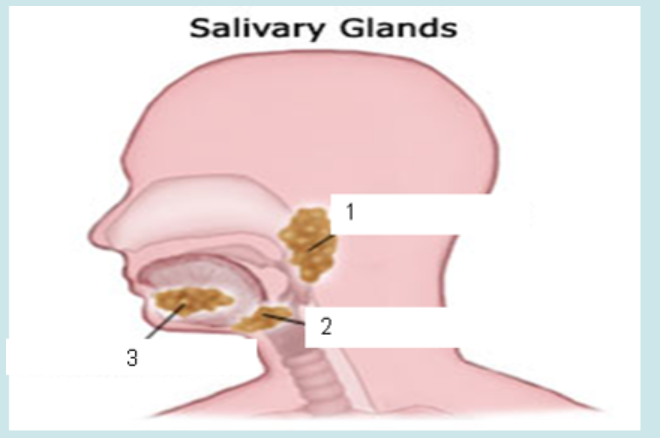 <p>label and include how much daliva is produced</p>