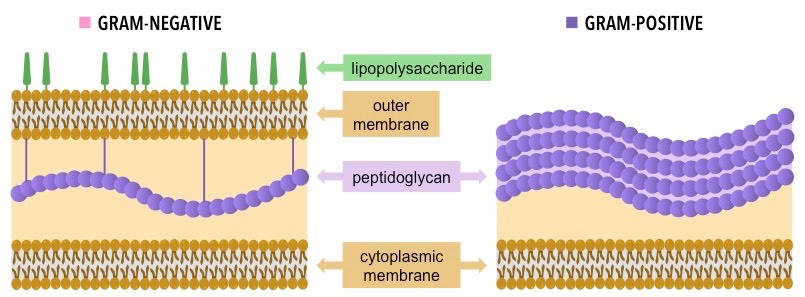 <ul><li><p>Stains <strong>purple</strong></p></li><li><p>Has a <strong>thick peptidoglycan cell wall</strong> outside the cell membrane</p></li><li><p>Cell wall is <strong>very strong </strong>&amp; allows the bacteria to withstand severe physical conditions</p></li></ul><p></p>