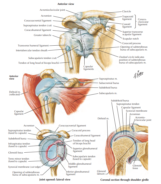 <p>Glenohumeral joint</p>