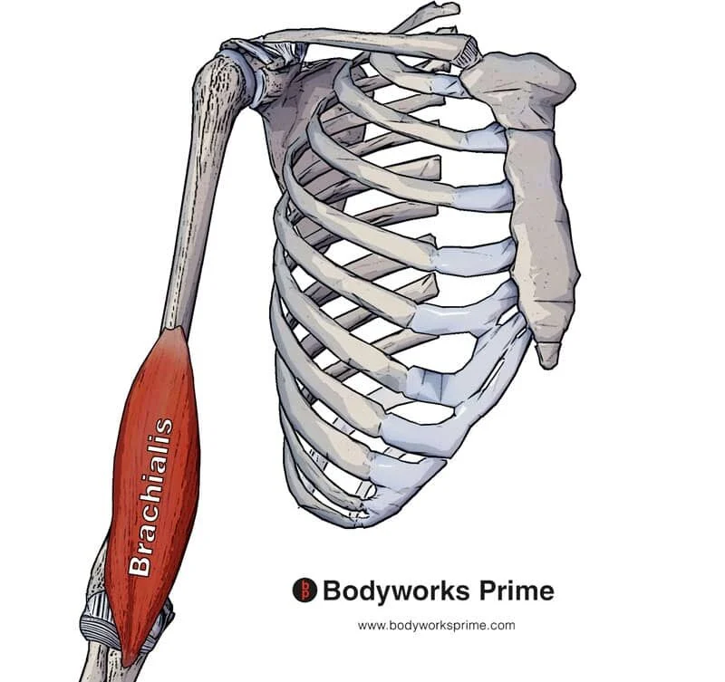 <p>brachialis action</p>