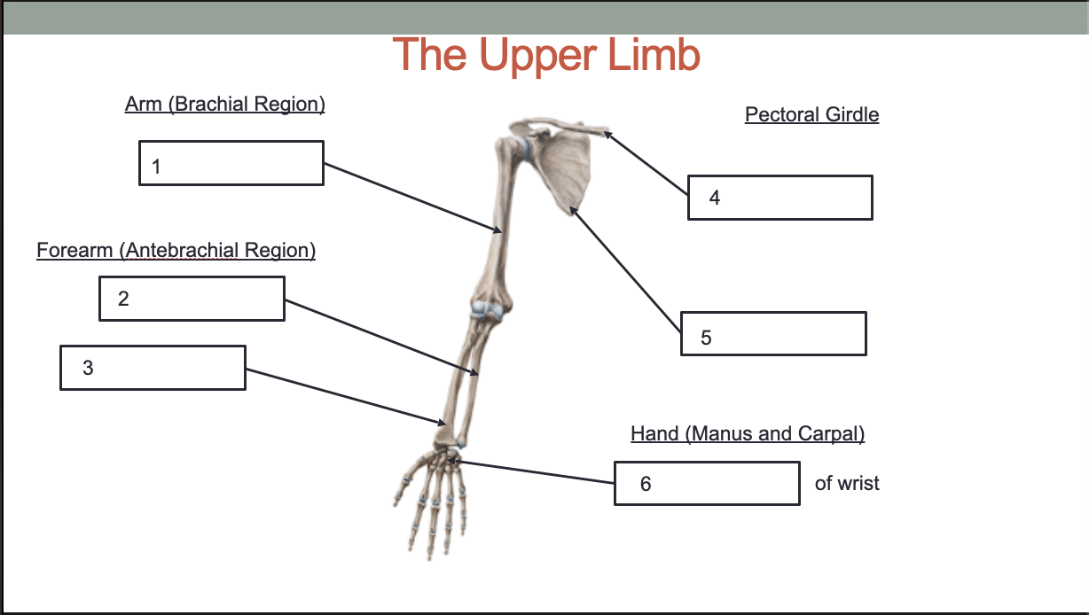 <p>Bones of the Upper Limb</p>